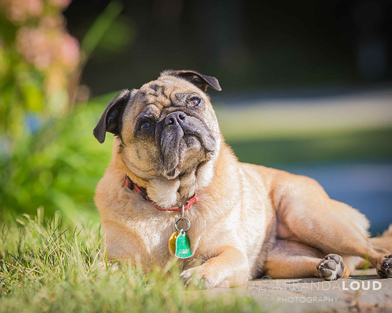 Petunia_(1_of_2)