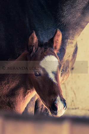 foal_(1_of_1)-2-2