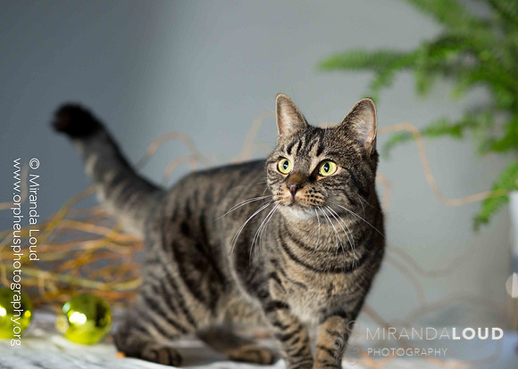 catsatnevinsmspca_(27_of_30)