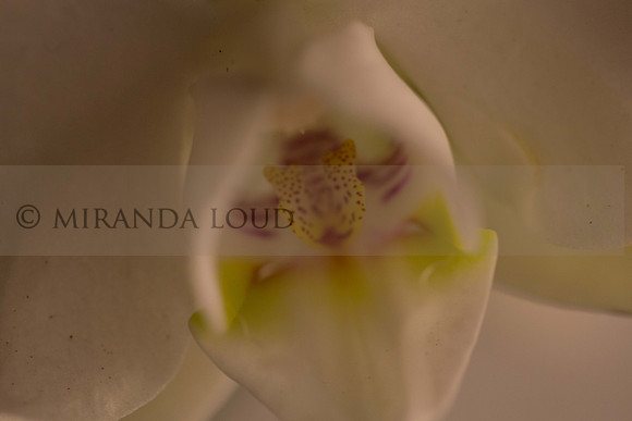 studiomacroshots_(10_of_35)