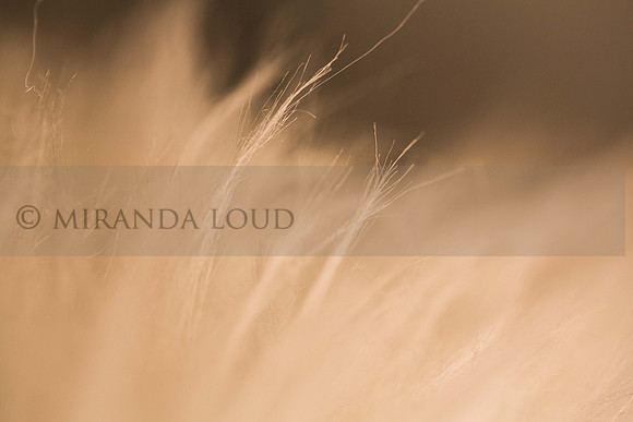 studiomacroshots_(11_of_35)