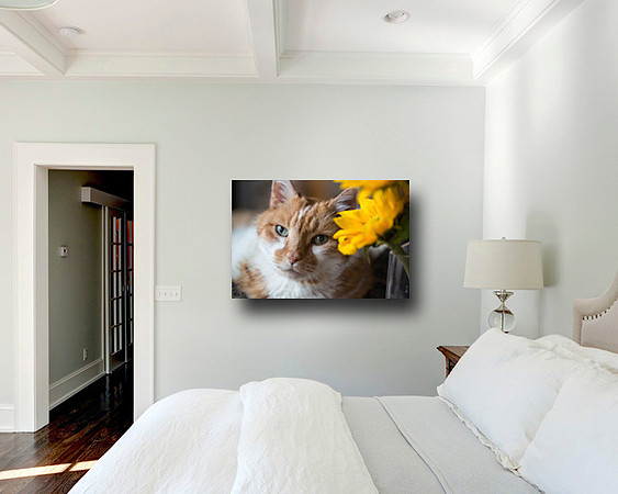 jessesunflowerroom
