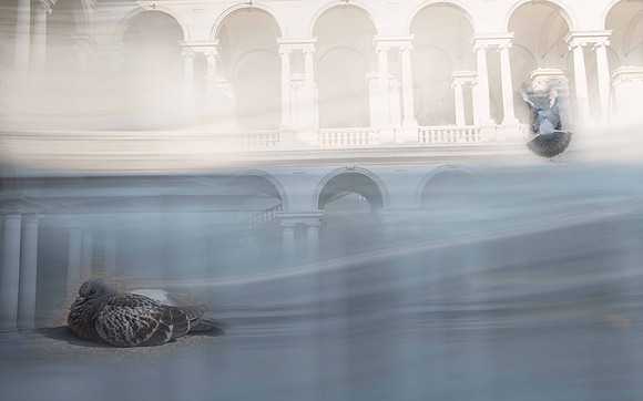 _K1C5885milanpigeon