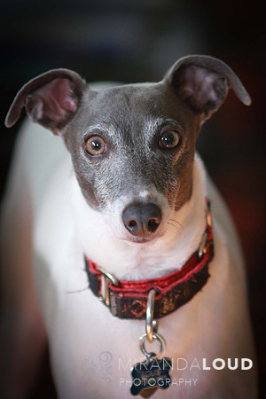 Lou