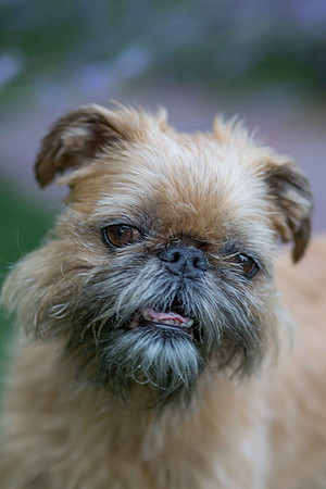 Rocco_(1_of_1)