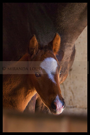 foal_(1_of_1)