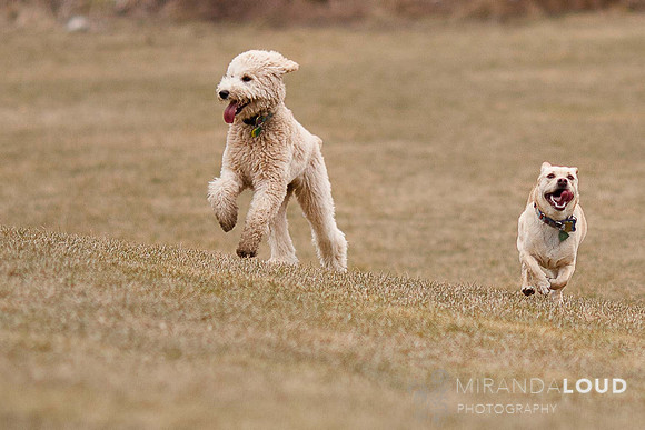 dogs_(1_of_1)