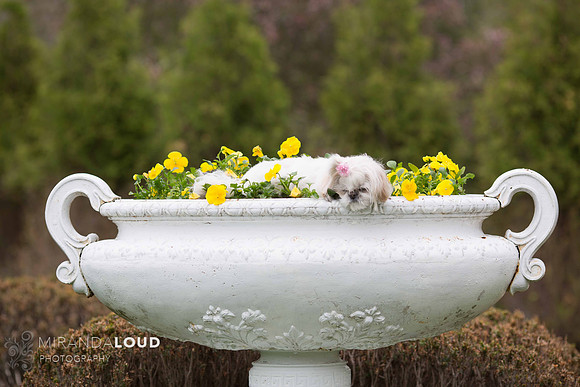 _K1C4291