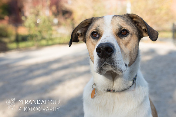 Sadie